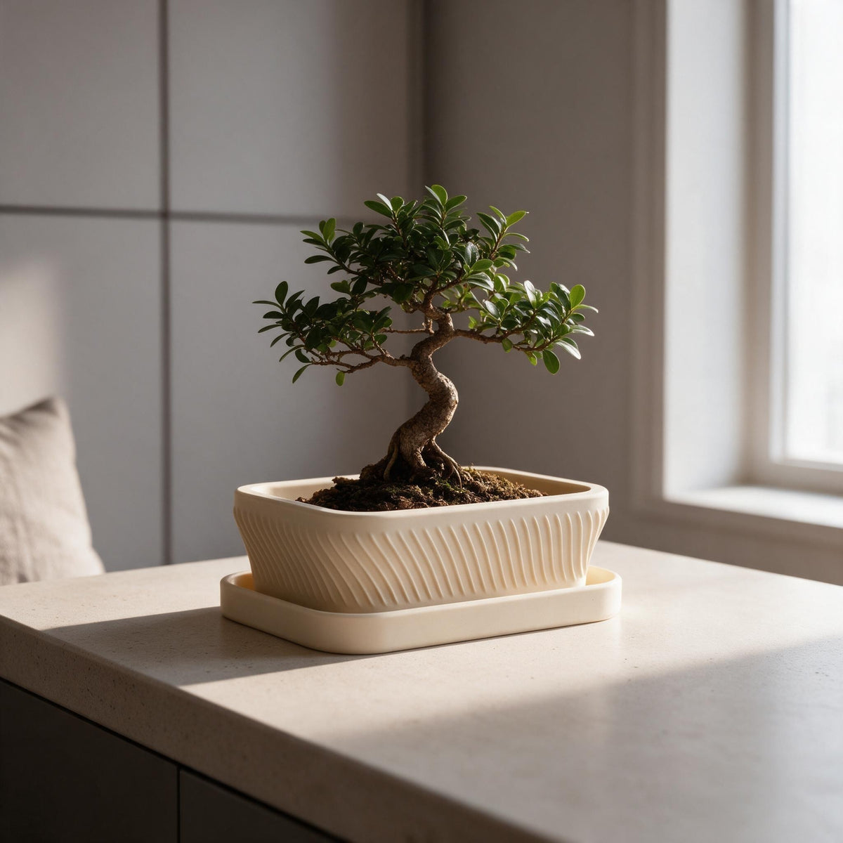 Bonsai Pot with Drip Tray